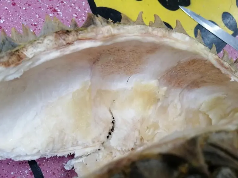 กำชับชาวสวนจับตาโรคผลเน่าทุเรียนทำลายผลในเปลือก หลังพบเชื้อราสาเหตุโรคเน่าระบาดหนักหลังเก็บเกี่ยว