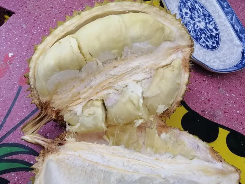 กำชับชาวสวนจับตาโรคผลเน่าทุเรียนทำลายผลในเปลือก หลังพบเชื้อราสาเหตุโรคเน่าระบาดหนักหลังเก็บเกี่ยว