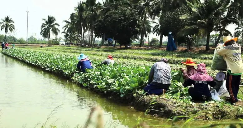 สศก. เผย แรงงานคืนถิ่น พึ่งพิงภาคเกษตรจากเหตุโควิด-19