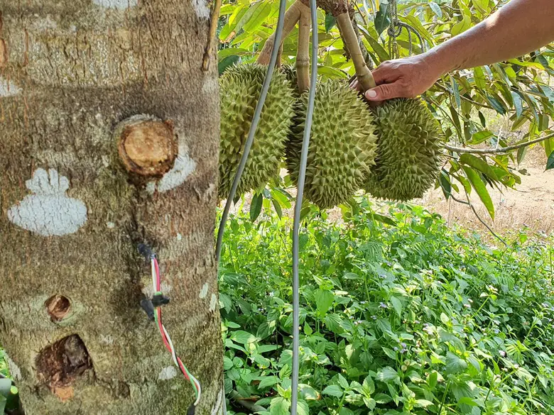 เกษตรกรกับการใช้น้ำ“ต้นทุเรียน”  ความท้าทายในการจัดการน้ำของ EEC