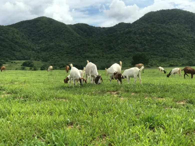 ตลาดแพะเนื้อเริ่มขยับตัว หลังโควิด-19 คลี่คลาย คาดราคาซื้อขายมีทิศทางดีขึ้น