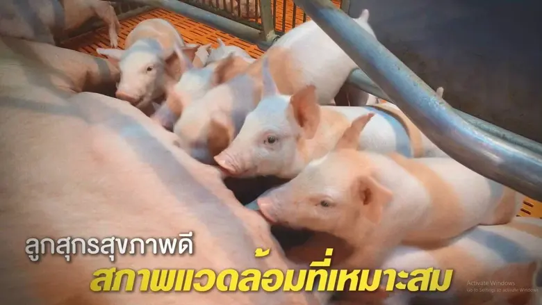 เปิดซีพีเอฟกรีนฟาร์ม (Green Farm)  … ฟาร์มหมูรักษ์โลกเป็นมิตรชุมชน-สิ่งแวดล้อม