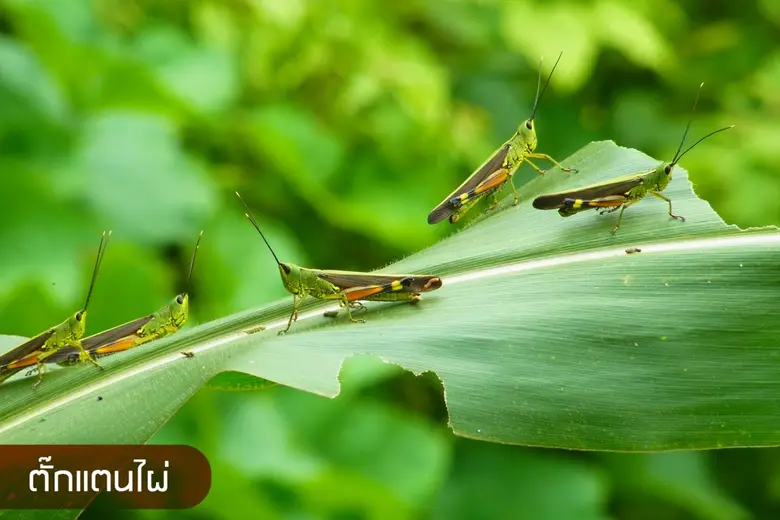 2 ตั๊กแตนประสานเสียงไม่เสี่ยงเข้าไทย ตอกย้ำสภาพอากาศไม่เข้ากับไลฟ์สไตล์