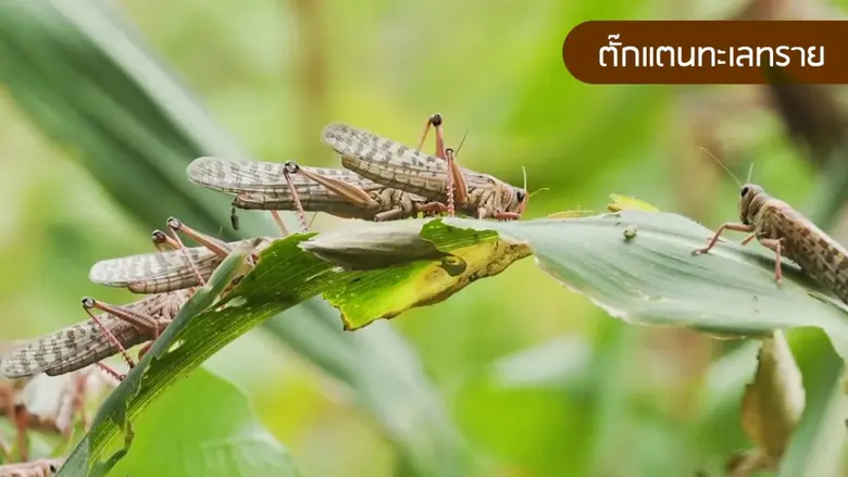 2 ตั๊กแตนประสานเสียงไม่เสี่ยงเข้าไทย ตอกย้ำสภาพอากาศไม่เข้ากับไลฟ์สไตล์