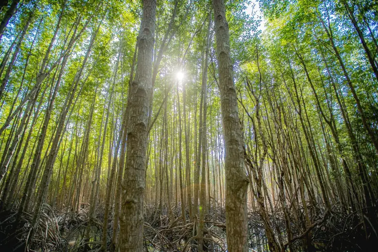 "นักสิ่งแวดล้อม" แนะปลูกป่าชายเลนลดโลกร้อนได้ดีที่สุด!