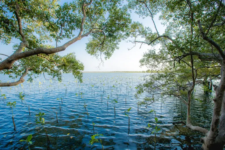 "นักสิ่งแวดล้อม" แนะปลูกป่าชายเลนลดโลกร้อนได้ดีที่สุด!