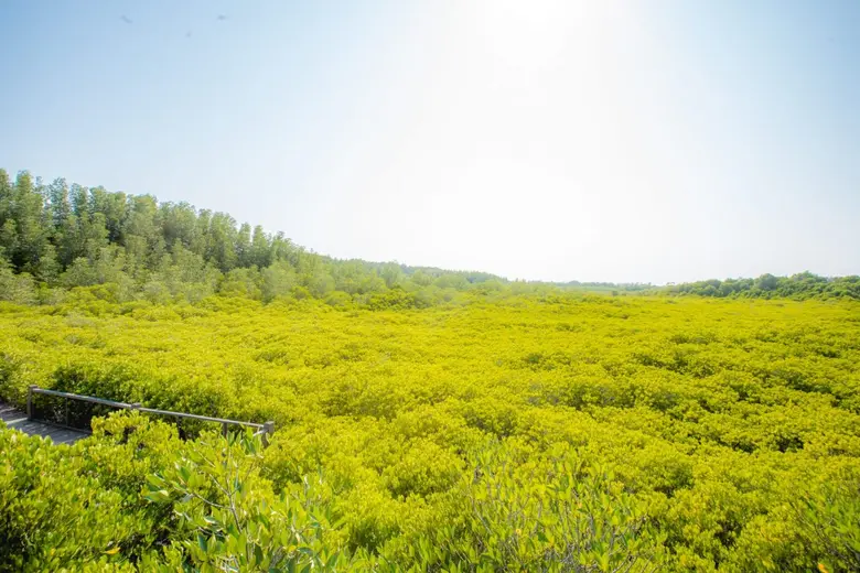 "นักสิ่งแวดล้อม" แนะปลูกป่าชายเลนลดโลกร้อนได้ดีที่สุด!