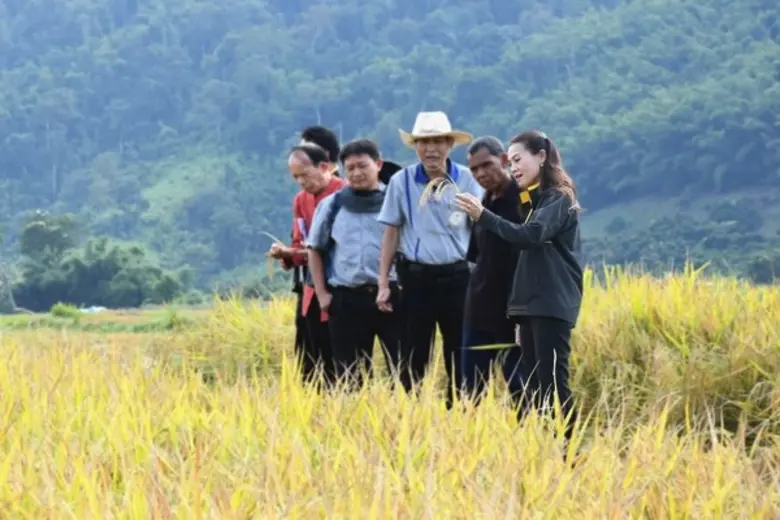 กรมการข้าวกำหนดจัดงาน "การประกวดข้าวเพื่อ...