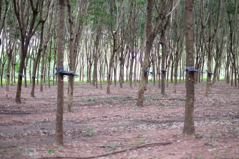 กยท. เตือนย้ำ! ชาวสวนยางตั้งการ์ดสูง หมั่นดูแลสวนยางในช่วงฤดูฝน หวั่นโรคใบร่วงชนิดใหม่ หวนระบาดจากอากาศที่ร้อนและชื้น