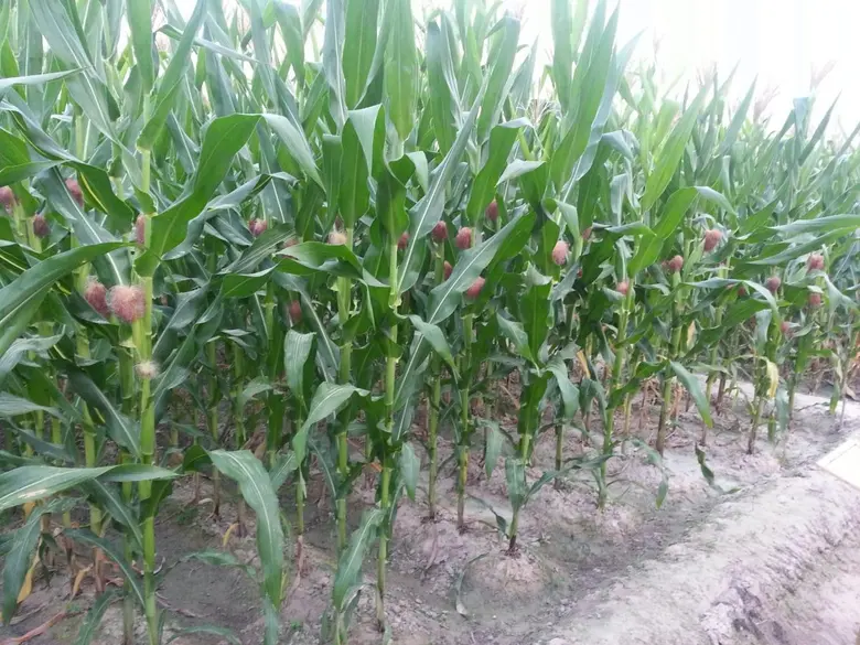 ในระยะนี้จะมีฝนตกและฝนตกหนักบางพื้นที่ กร...