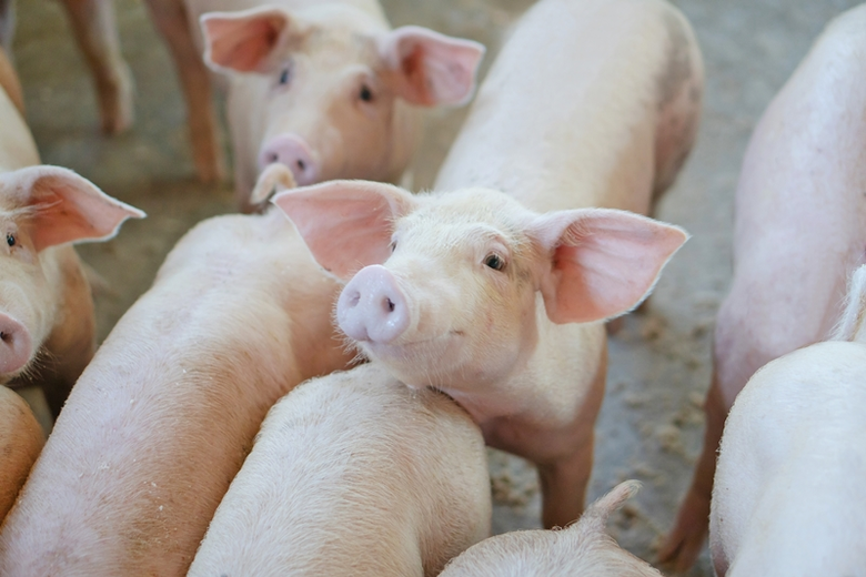 นายสุนทราภรณ์ สิงห์รีวงศ์ นายกสมาคมผู้เลี...