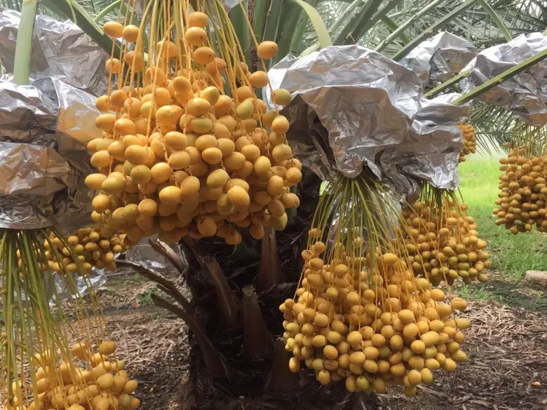 แม็คโคร ร่วมกับ กรมการค้าภายใน รับซื้ออินทผลัมกว่า 15 ตันจากสวนนิมิตใหม่ พลิกวิกฤตชาวสวนฝ่าโควิด-19 เพื่อการพัฒนาผลผลิตอย่างยั่งยืน