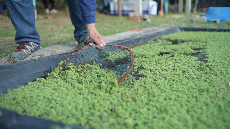 กรมวิชาการเกษตร หนุนเกษตรกรใช้แหนแดงแห้งท...