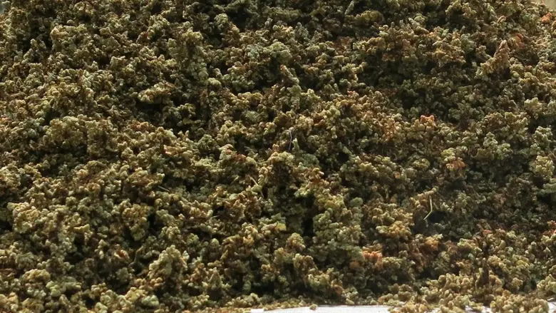 แหนแดงคว้าแชมป์ปุ๋ยพืชสดให้ธาตุอาหารสูงแซงพืชตระกูลถั่ว