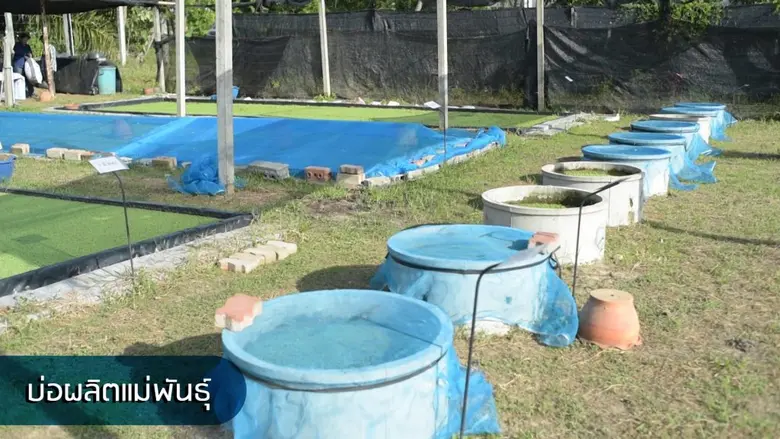 แหนแดงคว้าแชมป์ปุ๋ยพืชสดให้ธาตุอาหารสูงแซงพืชตระกูลถั่ว