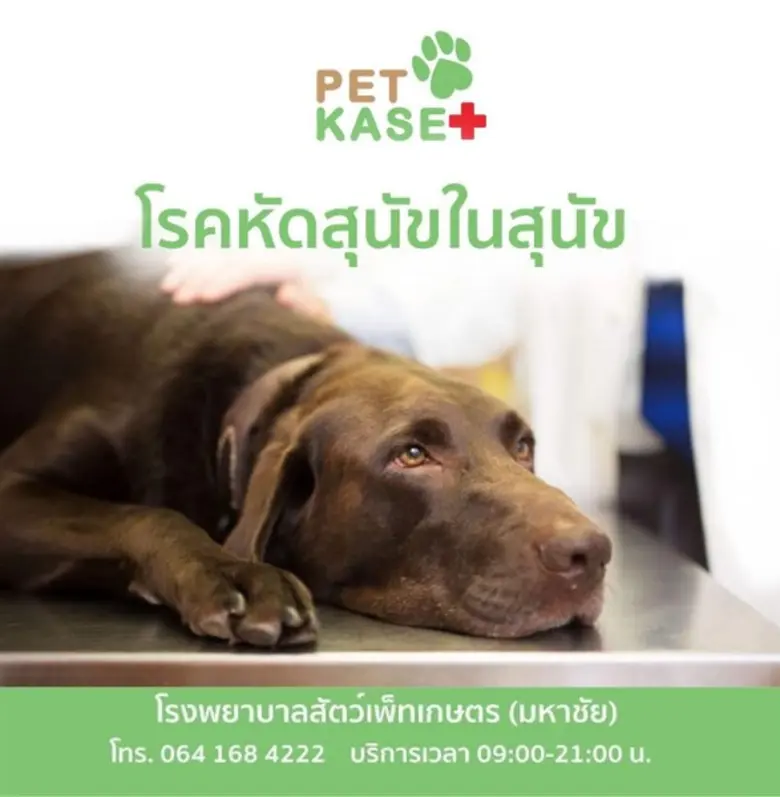 โรคหัดสุนัขเป็นสภาวะร้ายแรงซึ่งอาจทำให้ลู...