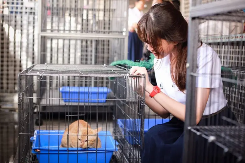 นิสิตสัตวแพทย์ จุฬาฯ จิตอาสา  ฉีดวัคซีน ทำหมันสุนัขและแมวจรจัด ดูแลสวัสดิภาพสัตว์ในรั้วจุฬาฯ