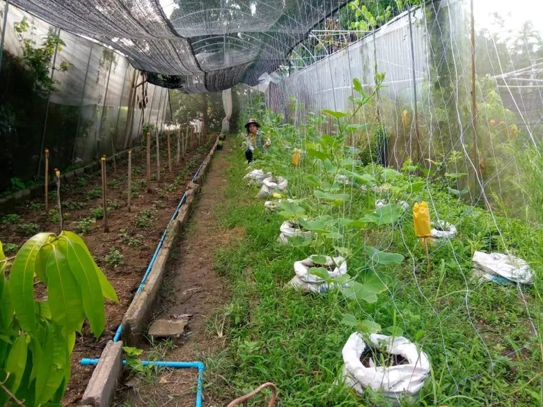 ชู ศกอ. เมืองบางระจัน พัฒนาแหล่งเรียนรู้ปลูกผักปลอดสารพิษ ขยายผลกว่า 50 ครัวเรือน