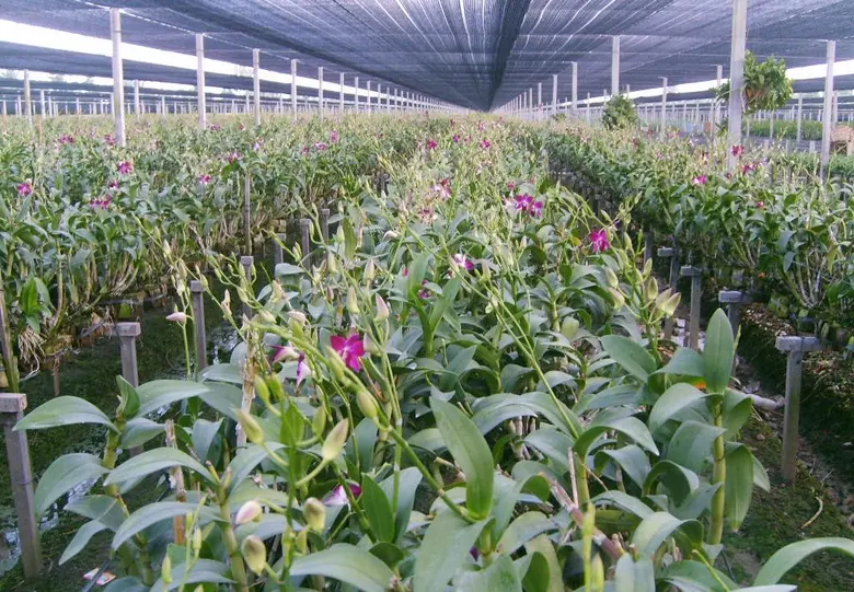 ดร.เฉลิมชัย ศรีอ่อน รมว.เกษตรฯ สั่งการ เร...