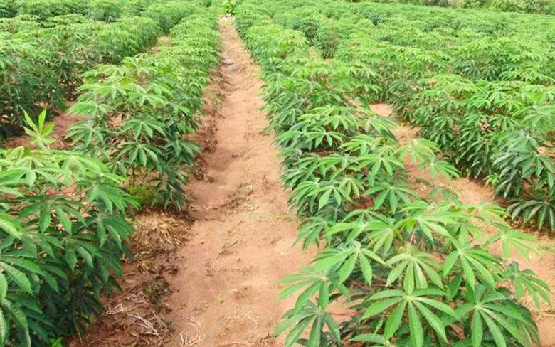 ดร.เฉลิมชัย ศรีอ่อน รัฐมนตรีเกษตรฯ ลุยแก้...