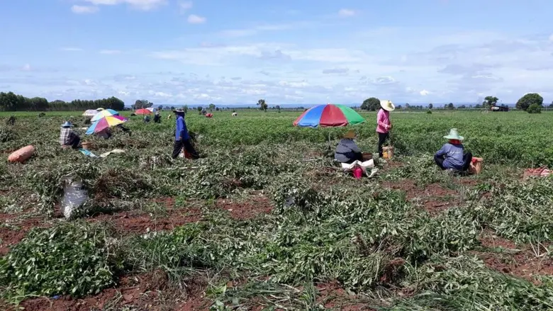 หนุนเกษตรกรปลูก “ถั่วลิสงพันธุ์พระราชทาน” สินค้า Future Crop จ.นครราชสีมา สร้างรายได้งามให้แก่เกษตรกร