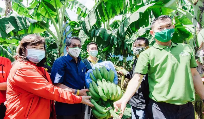 แม็คโคร จับมือ กรมส่งเสริมการเกษตร ยกระดับคุณภาพกล้วยหอมทองแปลงใหญ่โคราช ปั้นกลุ่มเกษตรกรได้มาตรฐาน GAP เน้นปลอดภัย ตลอดห่วงโซ่การผลิต