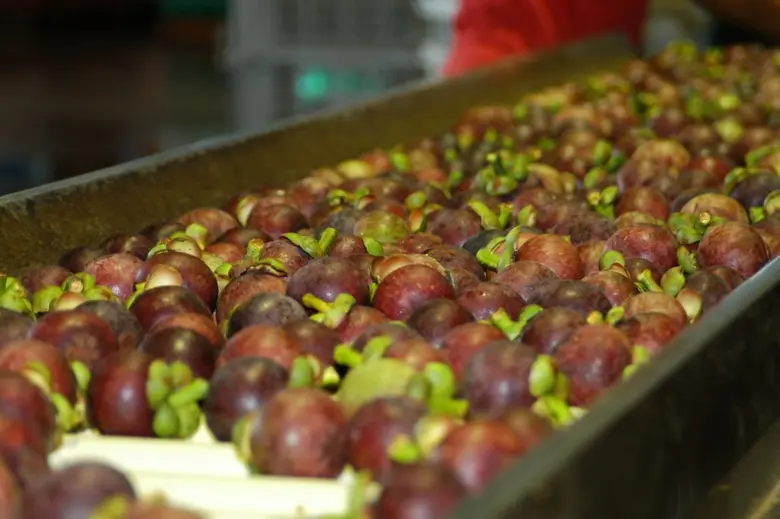 กสส.ปลื้ม โครงการกระจายลำไยสหกรณ์ภาคเหนือฉลุย ผู้บริโภคชมสินค้าดี เตรียมกระจายมังคุดทางใต้ต่อทันที