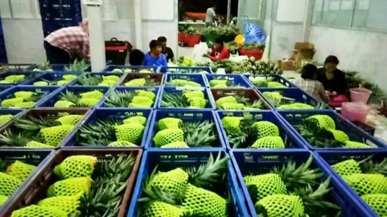 แปลงใหญ่สับปะรดผลสด ต.บ้านบึง อ.บ้านคา จ.ราชบุรี แปลงใหญ่ดีเด่นระดับเขต ปี 63