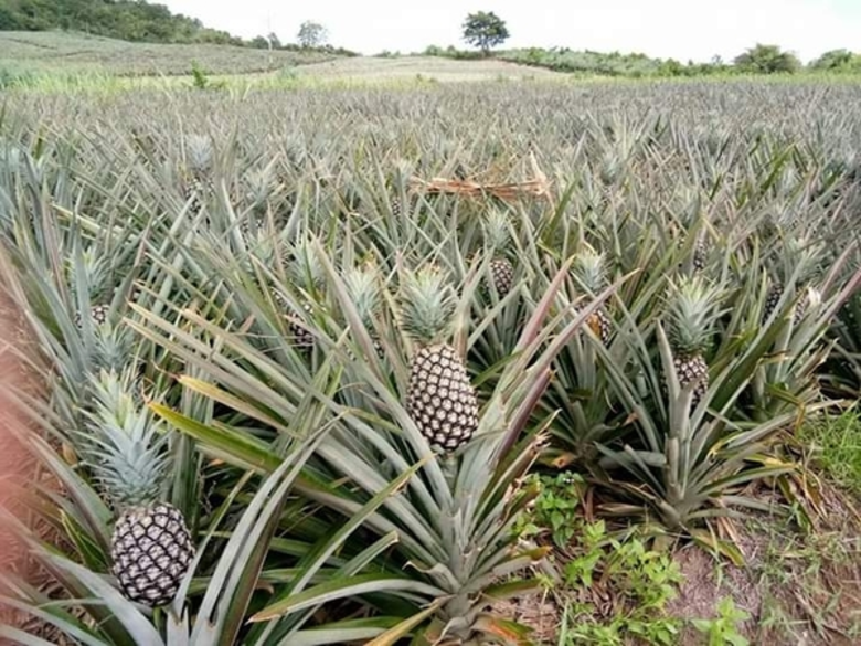 แปลงใหญ่สับปะรดผลสด ต.บ้านบึง อ.บ้านคา จ.ราชบุรี แปลงใหญ่ดีเด่นระดับเขต ปี 63