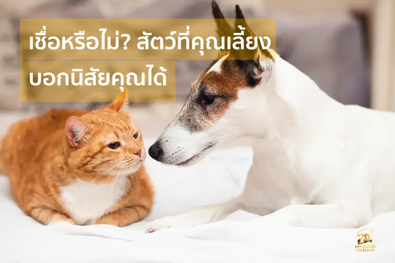 การเลี้ยงสัตว์ นอกจากจะช่วยคลายเหงาและคลา...