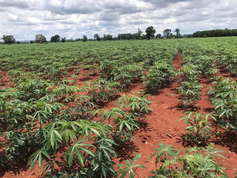 สศก. ลุยโคราช แหล่งระบาดใหญ่ โรคใบด่างมันฯ แนะเกษตรกรหมั่นสังเกต หากพบรีบแจ้ง จนท./ผู้นำชุมชน