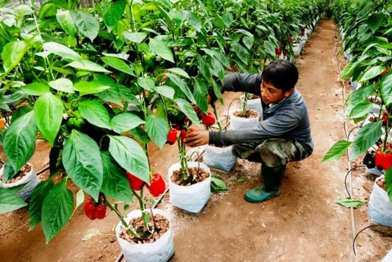 สวพส. แนะเกษตรกร ใช้ระบบเกษตรแบบประณีตปลอดภัย ทำน้อยได้มาก