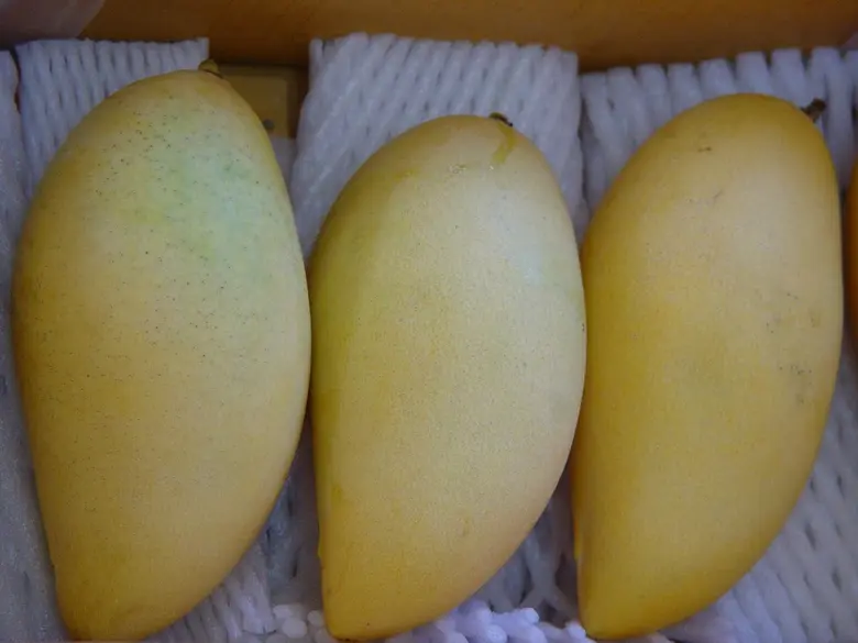 นักวิจัยไทยเฉียบโชว์นวัตกรรมแช่ผลมะม่วงในน้ำร้อนพิฆาตแมลงวันผลไม้ เปิดตลาดมะม่วงไปอียูฉลุยกว่า 167 ตัน