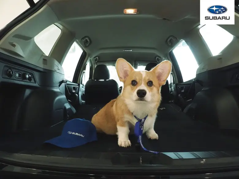 ลูกค้าซูบารุสุดเซอร์ไพรส์ เมื่อเห็นผู้ช่วยที่ปรึกษาการขายรายนี้!!! 'น้องลูคัส’ สุนัขพันธุ์คอร์กี้ ที่พกความน่ารักมาเต็ม 100