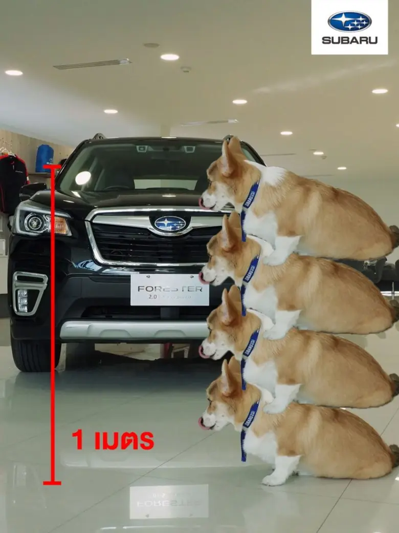 ลูกค้าซูบารุสุดเซอร์ไพรส์ เมื่อเห็นผู้ช่วยที่ปรึกษาการขายรายนี้!!! 'น้องลูคัส’ สุนัขพันธุ์คอร์กี้ ที่พกความน่ารักมาเต็ม 100