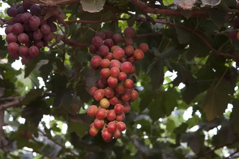สินค้าอาหารเปรูเข้ามาบุกตลาดไทย