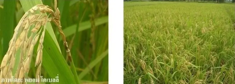 ในช่วงนี้เกิดพายุและฝนตกหนักหลายพื้นที่ สภาพอากาศมี...