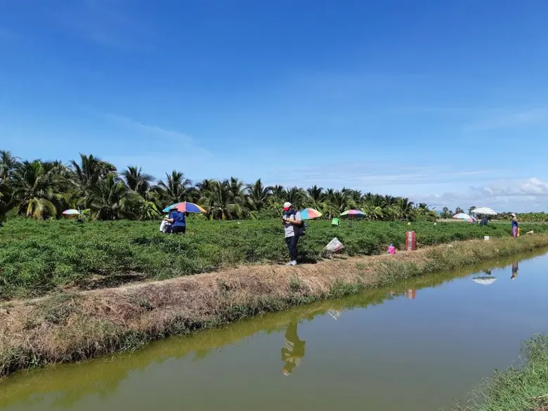 ส่องสถานการณ์ตลาด 'พริกเขียวมัน’ พืชเศรษฐกิจ จ.สงขลา ส่งออกตลาดมาเลเซีย เฉียด 2 พันตัน/ปี