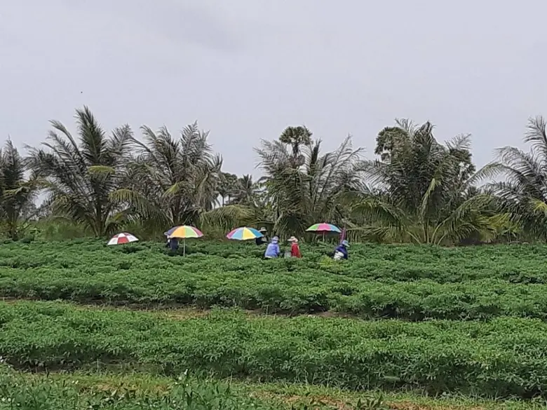 ส่องสถานการณ์ตลาด 'พริกเขียวมัน’ พืชเศรษฐกิจ จ.สงขลา ส่งออกตลาดมาเลเซีย เฉียด 2 พันตัน/ปี