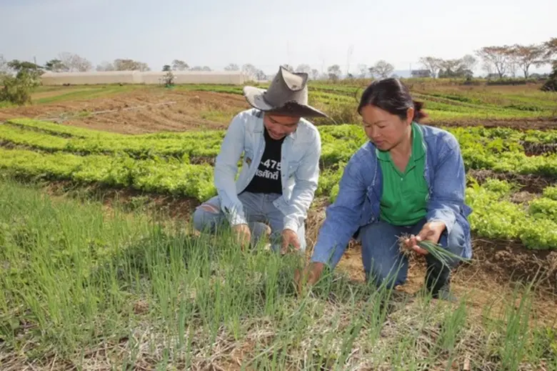 โอสถสภาส่งมอบองค์ความรู้การปลูกหอมแขก เพื่อสร้างพลังและคุณภาพชีวิตที่ยั่งยืนแก่เกษตรกรไทย