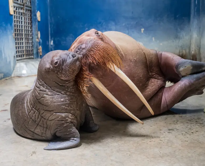 เปิดบ้านต้อนรับสมาชิกใหม่หลังกลับมาเปิดให...