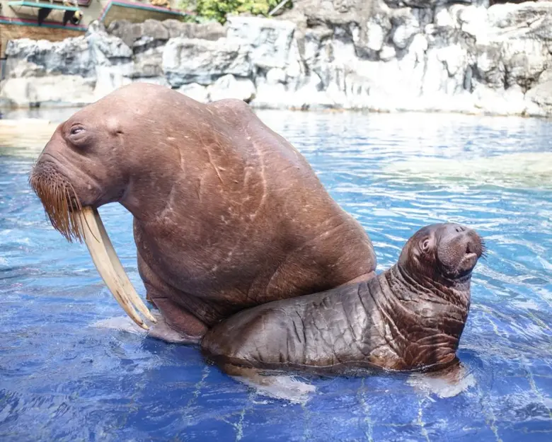 ซาฟารีเวิลด์ต้อนรับ น้อง “New Normal” ลูกวอลรัสตัวแรกในอาเซียน  เปิดตัวพร้อมให้นักท่องเที่ยวได้ทักทาย 8 ตุลาคมนี้เป็นต้นไป