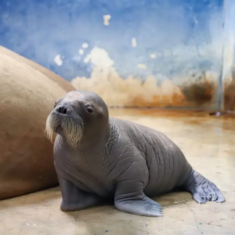 ซาฟารีเวิลด์ต้อนรับ น้อง “New Normal” ลูกวอลรัสตัวแรกในอาเซียน  เปิดตัวพร้อมให้นักท่องเที่ยวได้ทักทาย 8 ตุลาคมนี้เป็นต้นไป