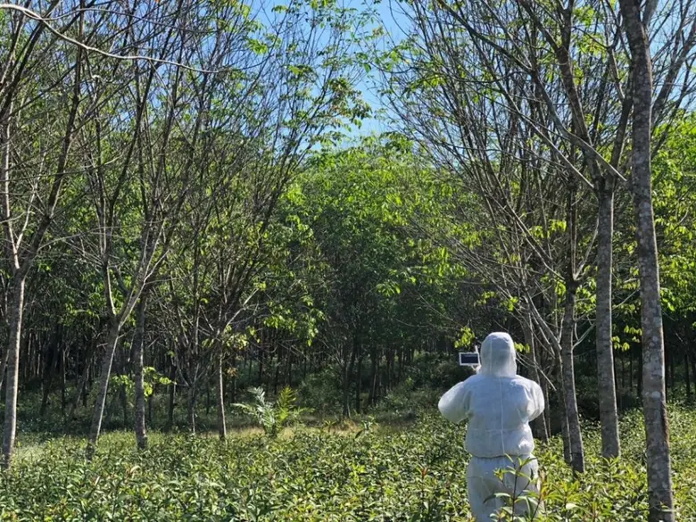 การยางแห่งประเทศไทย (กยท.) อัปเดตสถานการณ์โรคใบร่วงชนิดใหม่ยางพารา ยังคงเกาะติดเดินหน้า เร่งแก้ปัญหาโรคใบร่วงชนิดใหม่