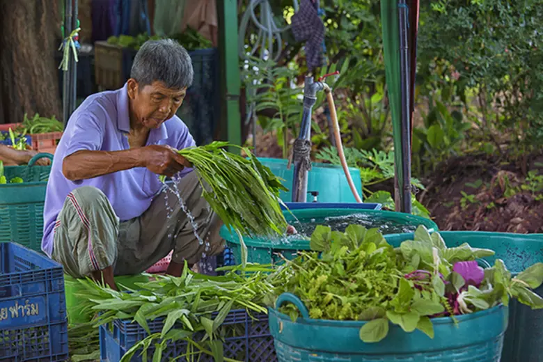 ม.มหิดล แนะ "มังสวิรัติแบบยืดหยุ่น" ควรบริโภคอย่างฉลาด