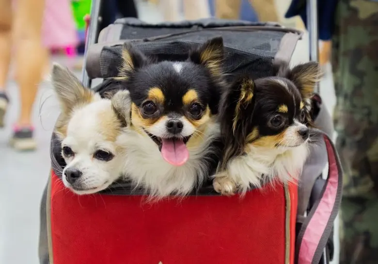 กลับมาพบกันอย่างยิ่งใหญ่อีกครั้งในงานมหกรรมสัตว์เลี้ยงที่ใหญ่ที่สุด ในภาคเหนือ"Chiangmai Pet Fair 2020" วันที่ 29 ต.ค.–1 พ.ย.63