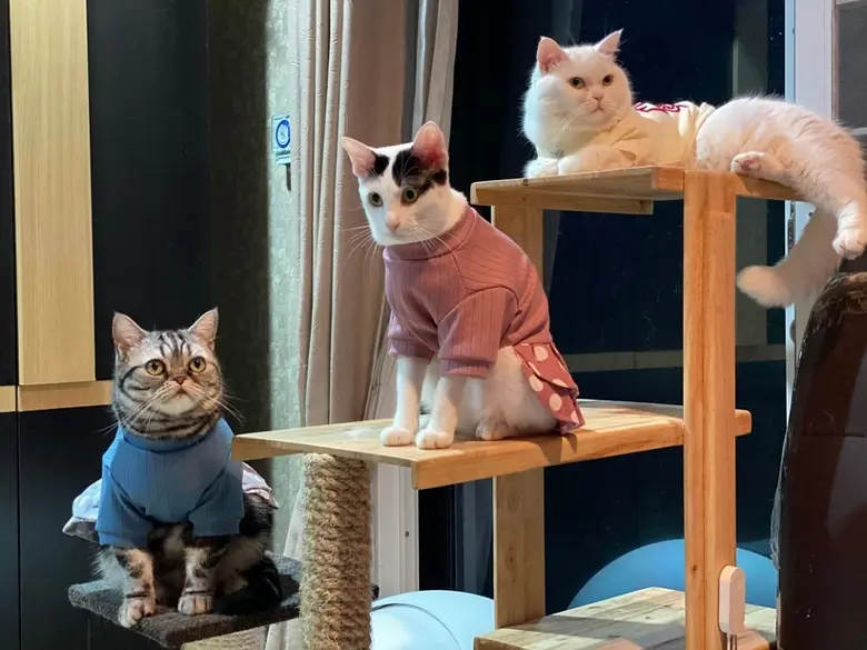 กลับมาพบกันอย่างยิ่งใหญ่อีกครั้งในงานมหกรรมสัตว์เลี้ยงที่ใหญ่ที่สุด ในภาคเหนือ"Chiangmai Pet Fair 2020" วันที่ 29 ต.ค.–1 พ.ย.63