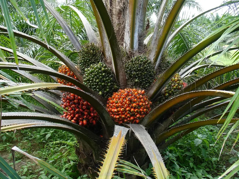 ระยะนี้จะมีฝนตกต่อเนื่องและฝนตกหนักบางพื้...