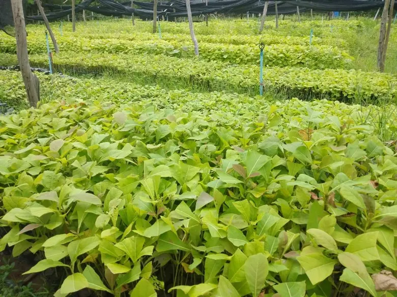 การปลูกป่าเศรษฐกิจ ถือเป็นอาชีพหนึ่งที่สามารถสร้างร...