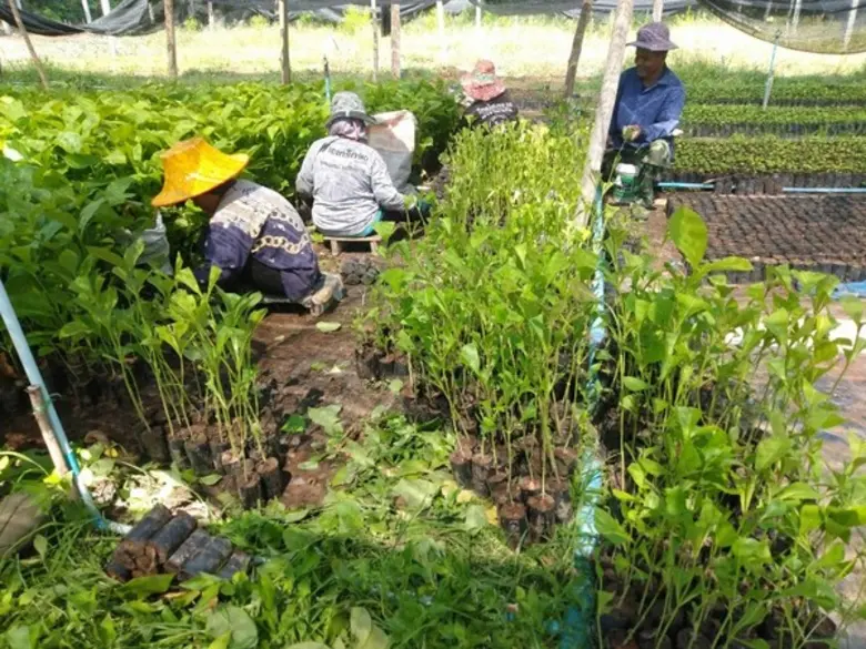 อ.อ.ป. เพิ่มช่องทางการสร้างรายได้ เร่ง 'เพาะกล้าไม้สายพันธุ์ดีกว่า 20 ชนิด' สร้างผลตอบแทนที่คุ้มค่า ให้ 'เกษตรกร' จากการปลูกไม้เศรษฐกิจ